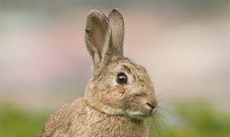 Das Kaninchen ist eins der glücksbringenden Tiere in der englischen Kultur