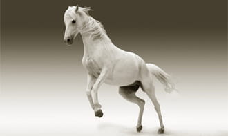 Das Pferd ist eins der beliebtesten glücksbringenden Tiere