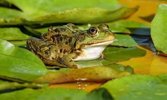 Der Frosch ist ein chinesisches Glückstier