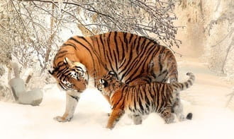 Der Tiger ist eins der chinesischen Glückstiere