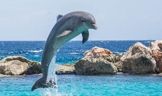 Delfine gelten als glücksbringende Tiere in vielen Kulturen