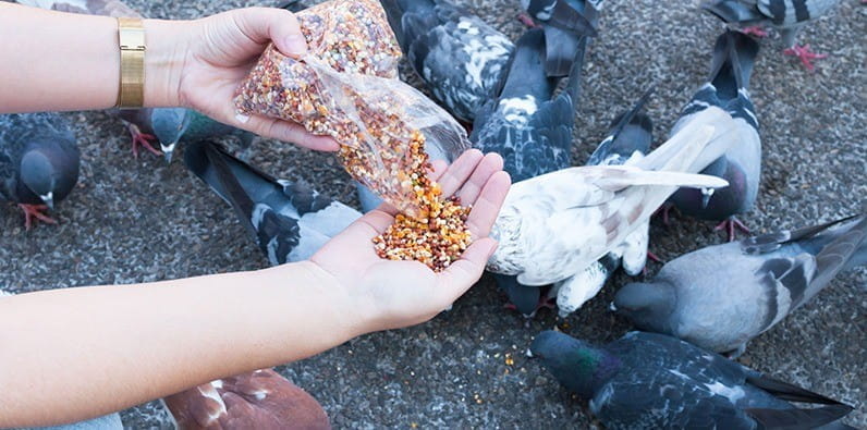 Tauben füttern ist laut Gesetz in Nevada verboten