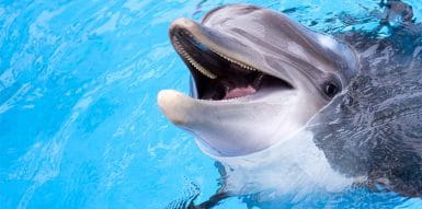 Die 10 besten Dolphin-Spielautomaten